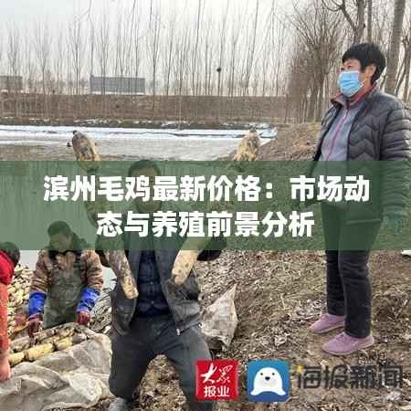 滨州毛鸡最新价格：市场动态与养殖前景分析