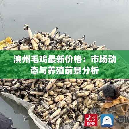 滨州毛鸡最新价格:市场动态与养殖前景分析