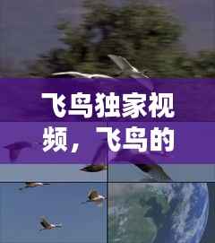 飞鸟独家视频,飞鸟的视频