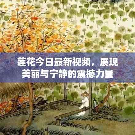 莲花今日最新视频，展现美丽与宁静的震撼力量