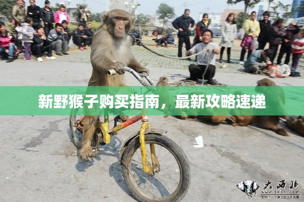 新野猴子购买指南，最新攻略速递