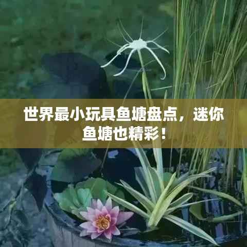 世界最小玩具鱼塘盘点,迷你鱼塘也精彩!