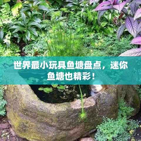 世界最小玩具鱼塘盘点,迷你鱼塘也精彩!