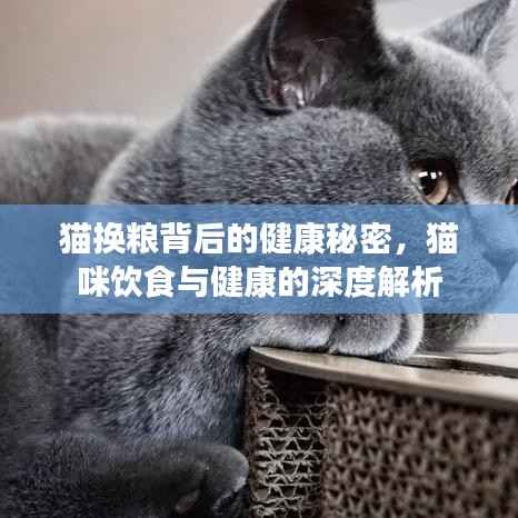 猫换粮背后的健康秘密,猫咪饮食与健康的深度解析