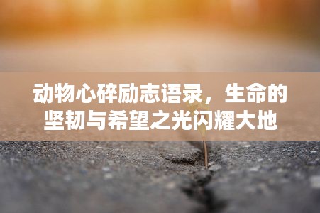 动物心碎励志语录,生命的坚韧与希望之光闪耀大地