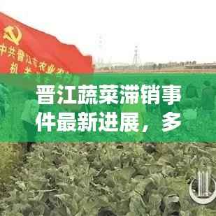 晋江蔬菜滞销事件最新进展,多方联动助力解决销售困境