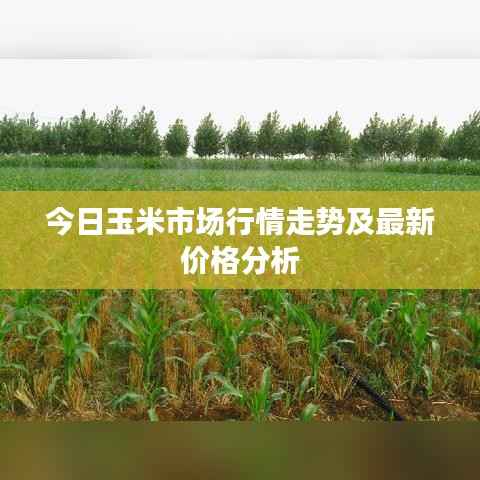 今日玉米市场行情走势及最新价格分析