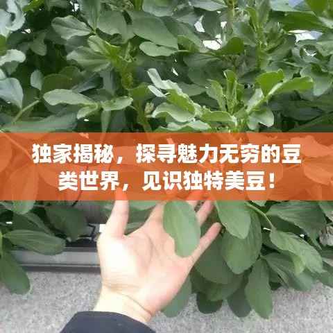独家揭秘,探寻魅力无穷的豆类世界,见识独特美豆!