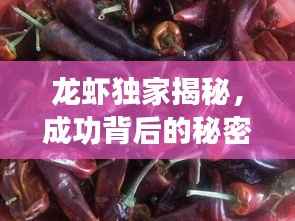 龙虾独家揭秘,成功背后的秘密大解密!