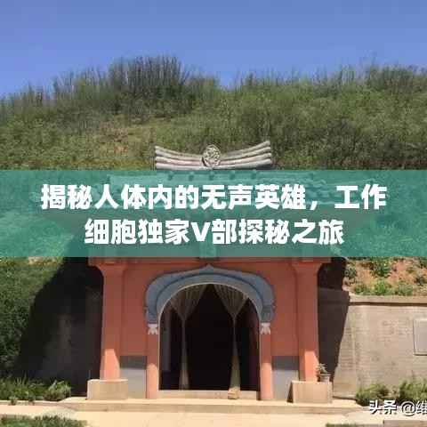 揭秘人体内的无声英雄,工作细胞独家V部探秘之旅