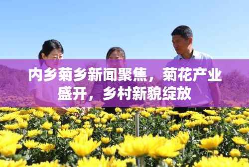 内乡菊乡新闻聚焦，菊花产业盛开，乡村新貌绽放
