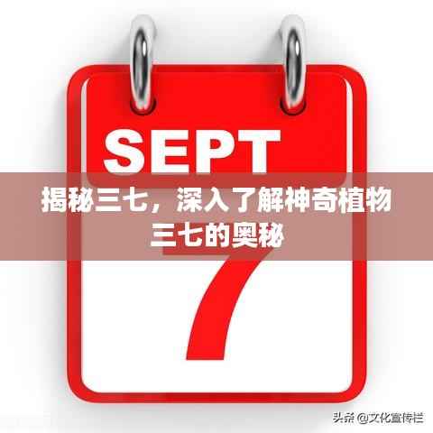 揭秘三七，深入了解神奇植物三七的奥秘