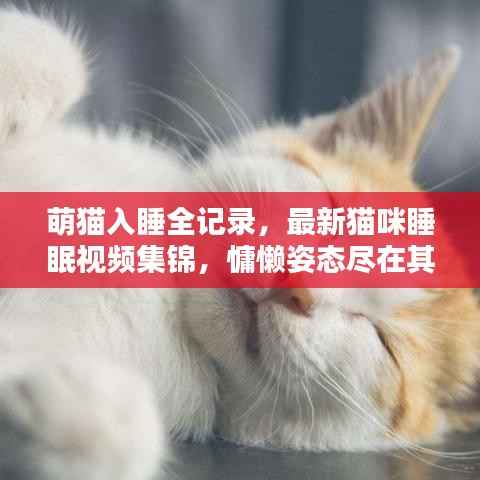 萌猫入睡全记录，最新猫咪睡眠视频集锦，慵懒姿态尽在其中