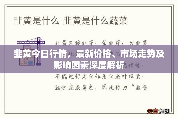 韭黄今日行情，最新价格、市场走势及影响因素深度解析