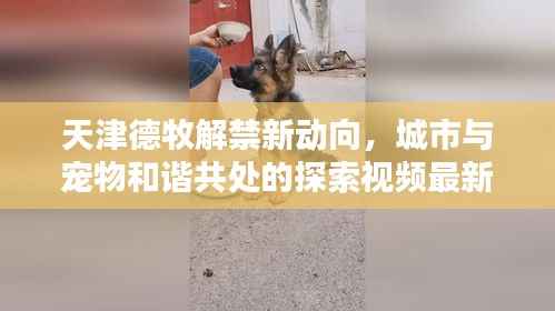 天津德牧解禁新动向,城市与宠物和谐共处的探索视频最新版