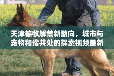 天津德牧解禁新动向,城市与宠物和谐共处的探索视频最新版