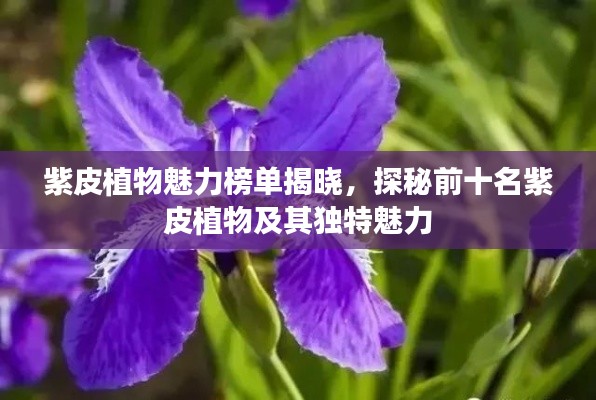 紫皮植物魅力榜单揭晓,探秘前十名紫皮植物及其独特魅力