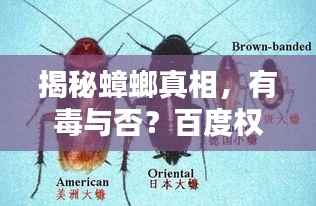 揭秘蟑螂真相,有毒与否?百度权威解答!